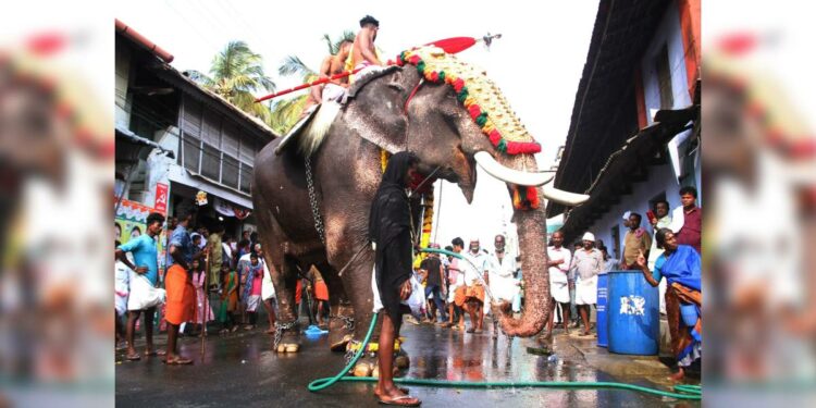 Villagers in Kalpathy in Palakkad provide water to an elephant to be paraded at a temple festival to recover from heat. Photo: P S Manoj