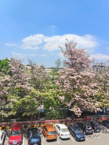 Bangalore pink spring flowers