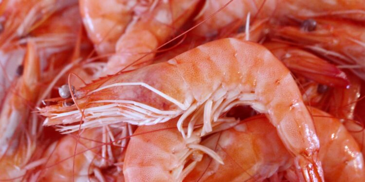 Shrimp seed from the hatcheries of Andhra Pradesh has a huge demand among aqua farmers from Gujarat, Maharashtra, Tamil Nadu, and West Bengal, among other states.