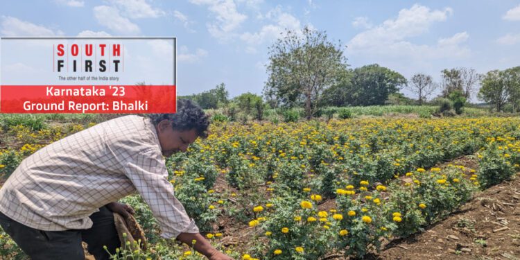 A farmer tending to Marigold in Bhalki. (South First)