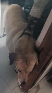 Mohamad Ilias Hyderabad delivery guy attacked by dog