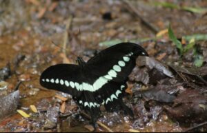 Butterflies are good bioindicators since they are more sensitive to environmental threats. Pictured, a Malabar branded swallowtail. (Lekha Susan/Supplied)