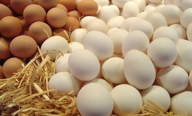 Are there steroids in eggs