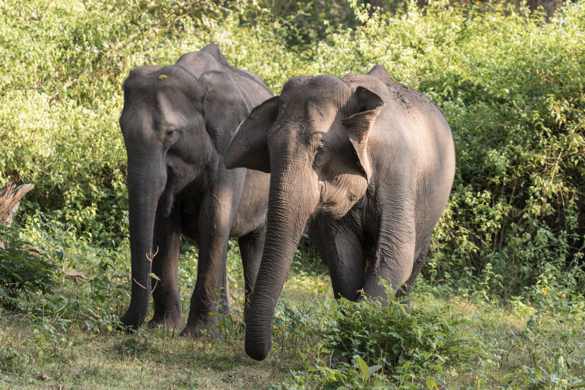 Elephants walking in the forest. (iStock)