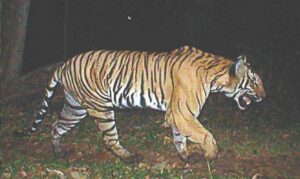 A tiger caught by a camera trap in the Periyar Reserve. The River Pamba is a major source of water for wild animals. (Supplied)