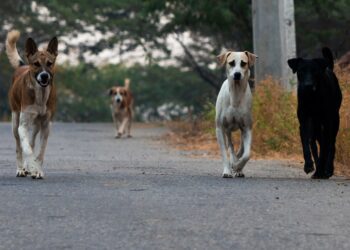 Kerala stray dog menace