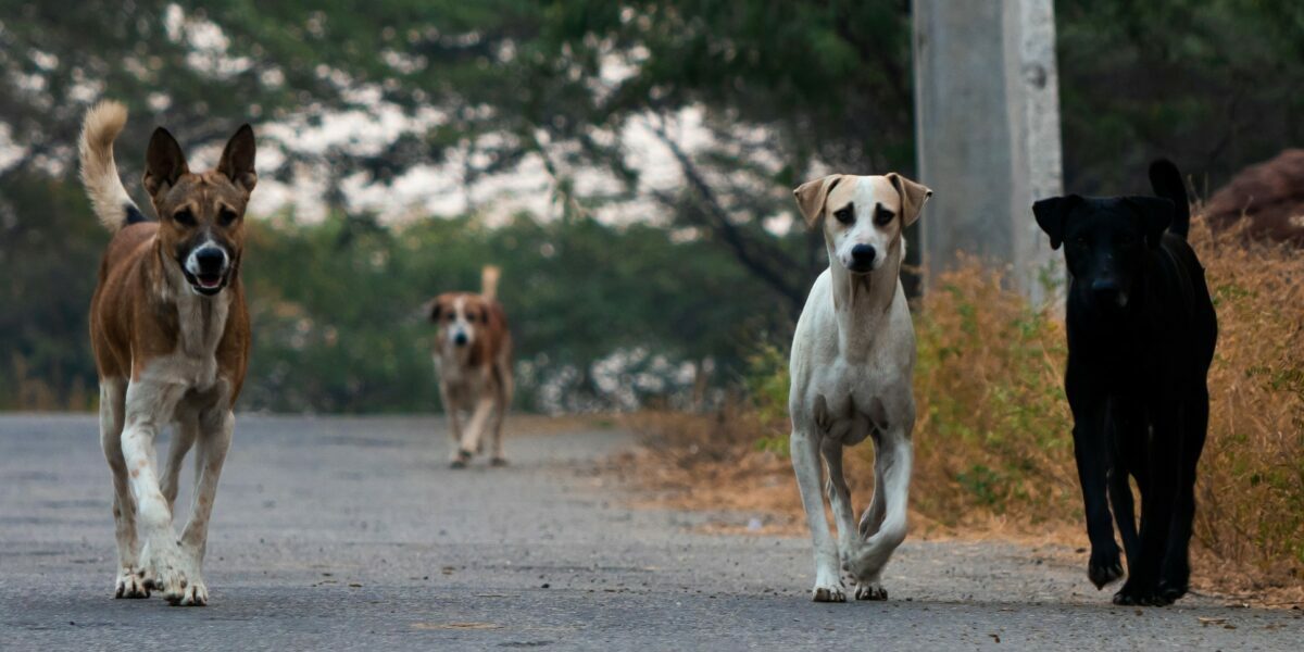 Kerala stray dog menace