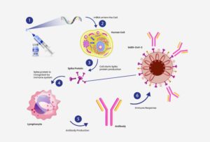 How mRNA vaccines work. (Aurora Biomed)