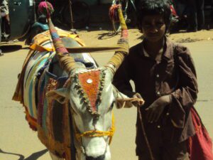 A Boom Boom Maadu is a decorated ox used in Tamil Nadu for fortune-telling by the Boom Boom Mattukaran tribe. (Wikimedia Commons)
