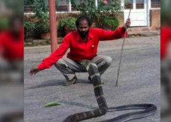 Snake Rescuer 'Snake' Naresh bitten by Cobra dies in Chikkamagaluru