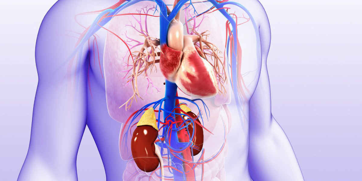 Resistant hypertension: Renal denervation therapy involves precisely targetting and disrupting the sympathetic nerves surrounding the kidneys, which play a vital role in regulating blood pressure. (Creative Commons)
