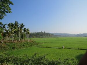  Paddy fields in Wayanad. (Creative Commons)