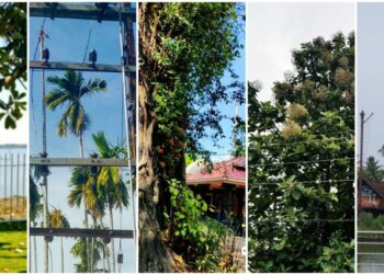 Trees of Cochin offers its followers crucial information about a tree’s life and times, and its role in the lives of Kochiites