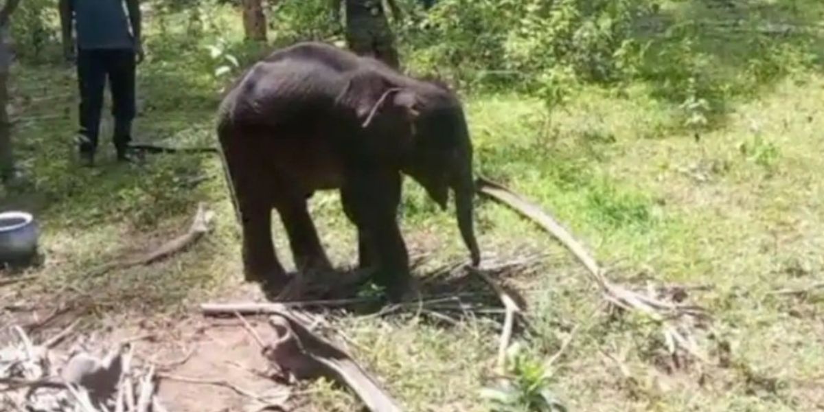 Palakkad elephant death