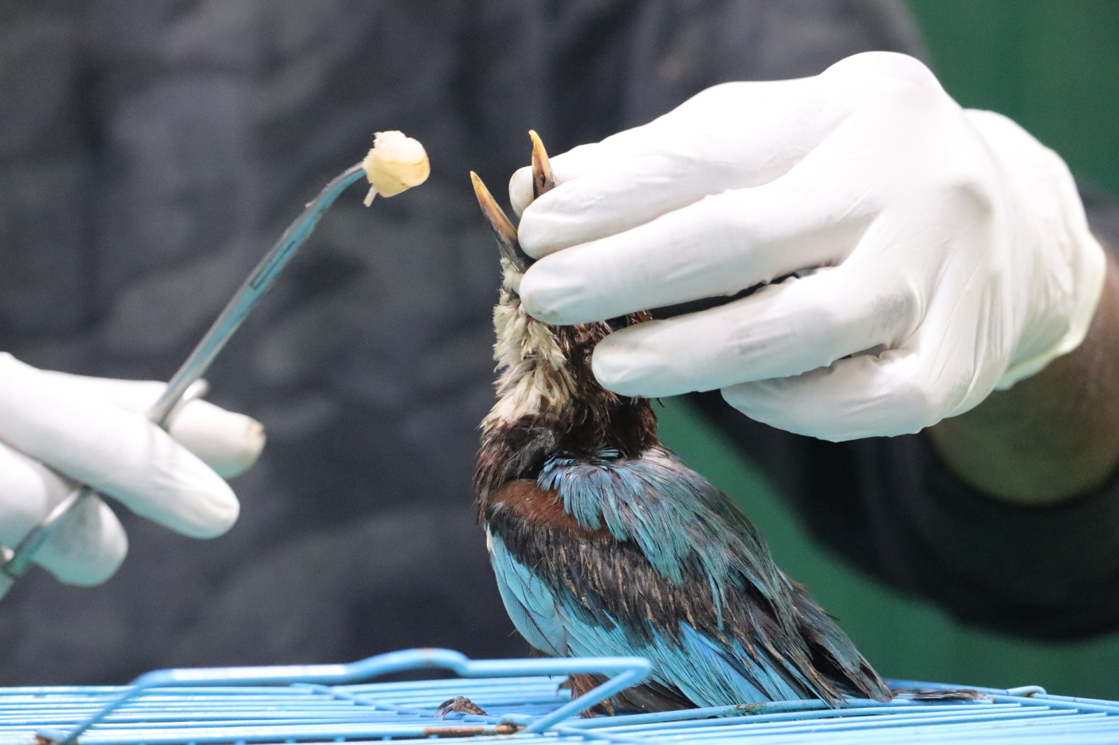 White-Throated Kingfisher being treated at the PfA