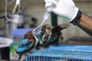 White-Throated Kingfishers being fed with water