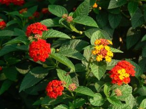 Lantana