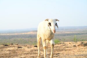Gorre Puranam is a story about a sheep