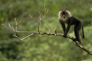 Lion-tailed Macaque- Valparai, Tamil Nadu