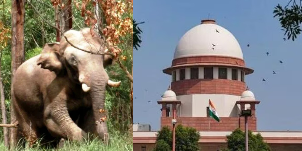 ‘Nothing on Arikomban’: Supreme Court irked by the many PILs filed over Kerala’s rice-loving tusker