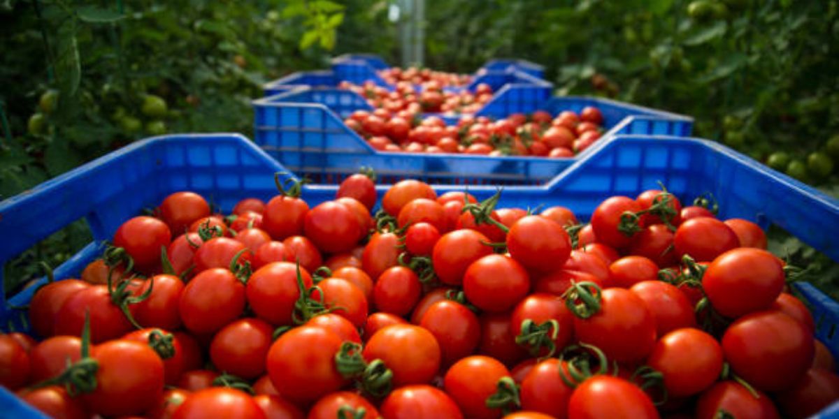 Tomato theft Karnataka