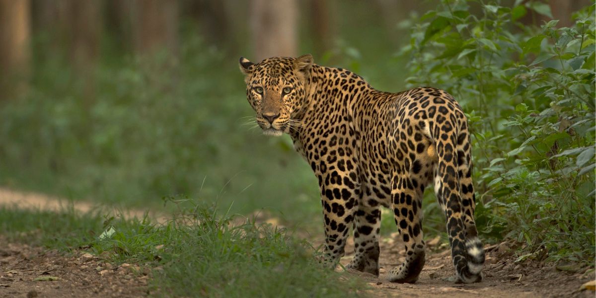 Bengaluru festival: Indian leopard at Nagarhole, Karnataka.