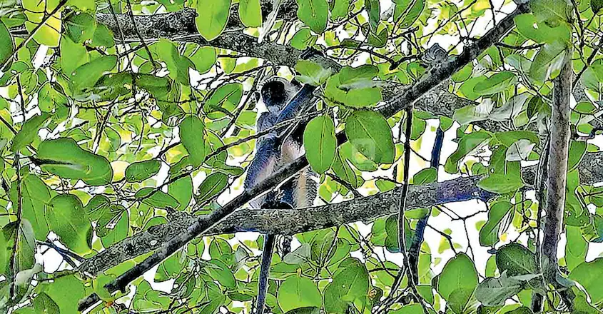 The escaped langur sitting atop a tree in the public library complex. (Supplied)