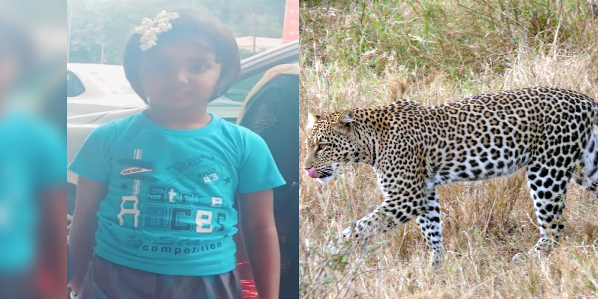 6-year-old girl mauled to death by leopard on Tirupathi temple route, kin questions TTD over security