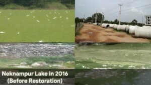 A comparision of the lake pre and post restoration