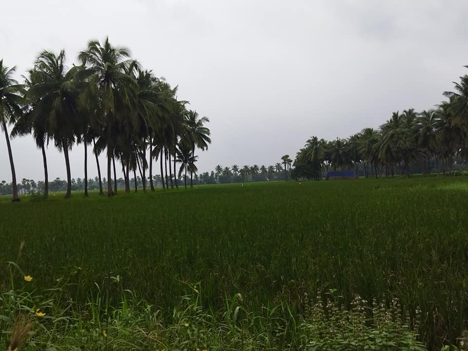 Godavari delta is conducive for cultivating rice. (South First)
