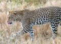 The leopard was in a weak condition after spending so much time in the well. (Creative Commons)