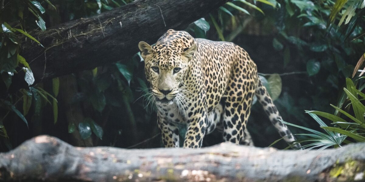 The AP forest officials ruled out fencing the forest path since leopards can easily scale them. (Representation photo/iStock)