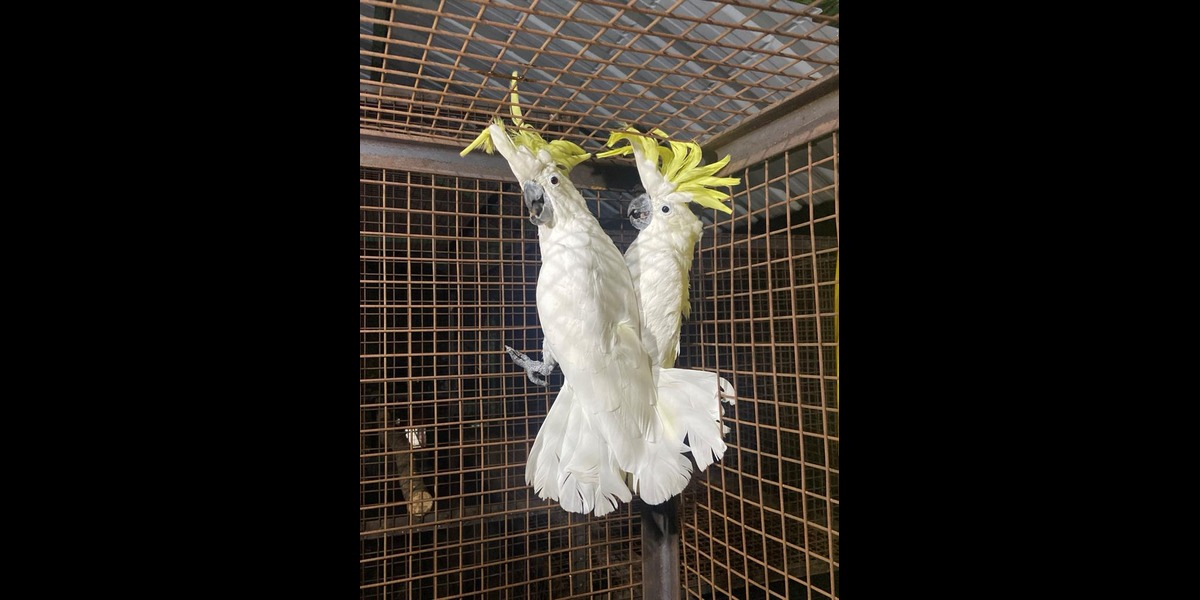 Cockatoos return to veterinary shelter from Great Bombay Circus after Madras High Court intervention