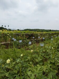 Fresh green vegetables ready to be plucked. (Supplied)