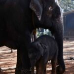 An elephant and its calf near the Shivamogga Wildlife Division. (AV Aravind)