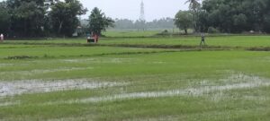 Paddy fields in Kuttanad are under the threat of saline water intrusion. (KA Shaji)
