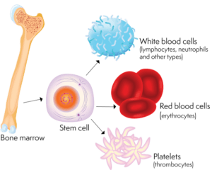 Stem cells can grow into WBCs, RBCs, and platelets. (Lymphoma Action)