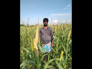 Having cultivated pearl millet after two years, P Adithyan, a farmer from Neyveli is worried that the harvest would be poor. (Laasya Shekhar/ South First)