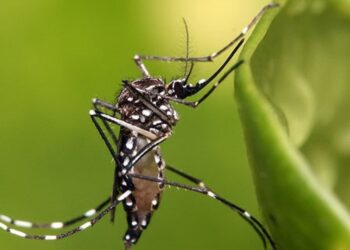 Aedes aegypti, the mosquito species that primarily causes the spread of dengue. (Creative Commons)