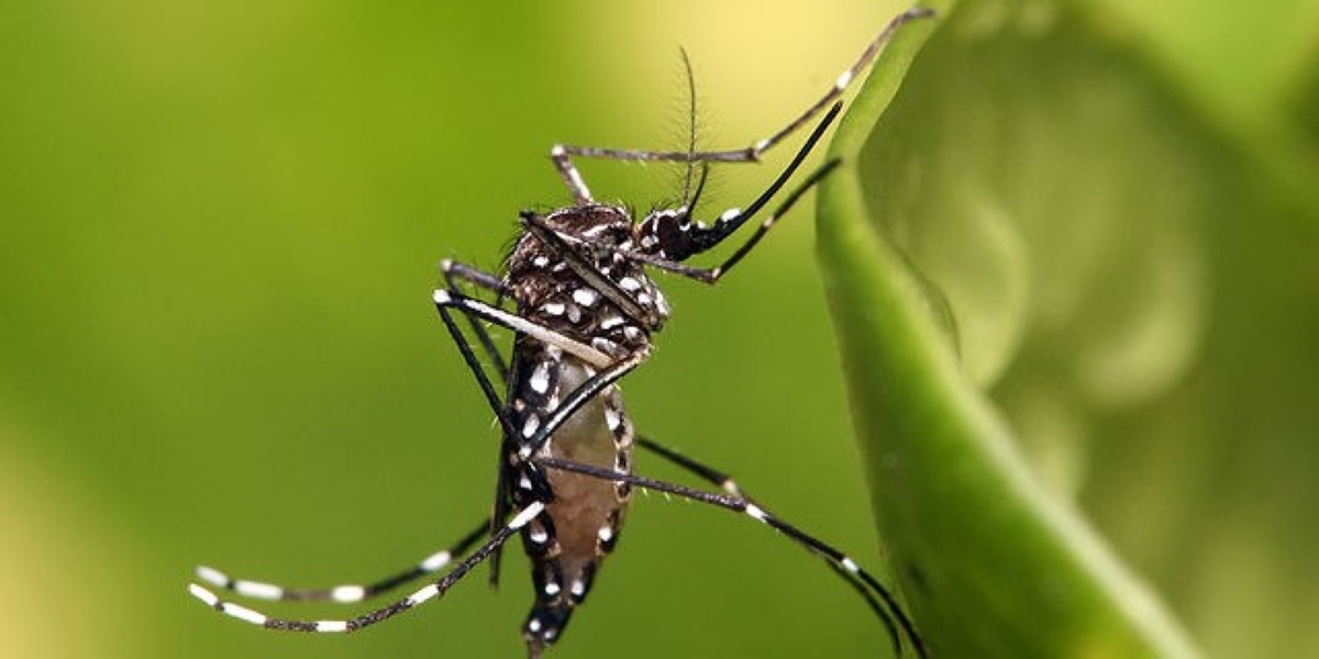 Aedes aegypti mosquito. (Creative Commons)