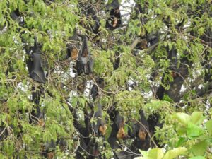 A bats colony in Kerala. Photo: Sneha Binil.