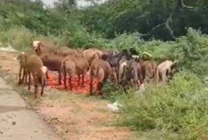 Goats eating tomatoes discarded by farmers on the road.
