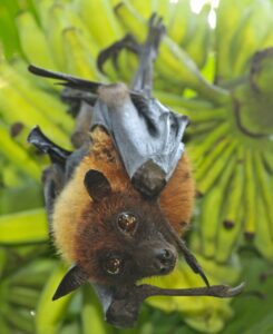 A greater Indian fruit bat. Photo: Praveen P