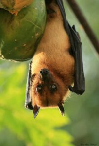 A fruit bat