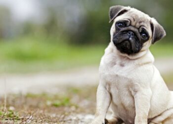 ‘Pugs’ Wearing Breathing Apparatus to Warn Bangaloreans That Flat-Faced Breeds Suffer for Life