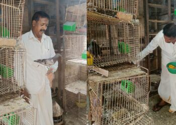 M Rajendra Prasad has forged an extraordinary bond with over 200 pigeons. (KV Navya/South First)