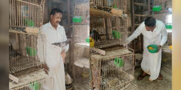 M Rajendra Prasad has forged an extraordinary bond with over 200 pigeons. (KV Navya/South First)
