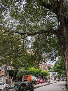Many of the trees are overgrown with large branches that can fall anytime. (Supplied)