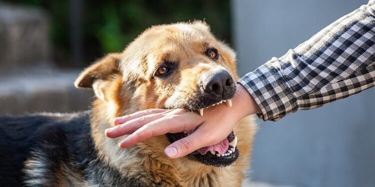Unraveling the Complex Web of Dog Bites: Understanding, Prevention, and Responsible Ownership