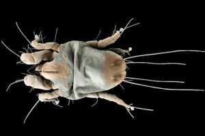representative pic of dustmite